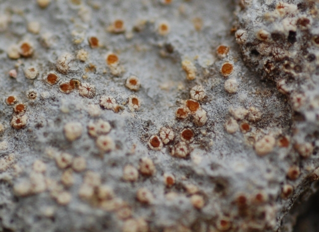 Da determinare. Paret de Canalda - Solson�s - Catalonia